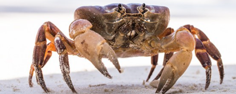 螃蟹安全越冬技术要点，附螃蟹的养殖技巧