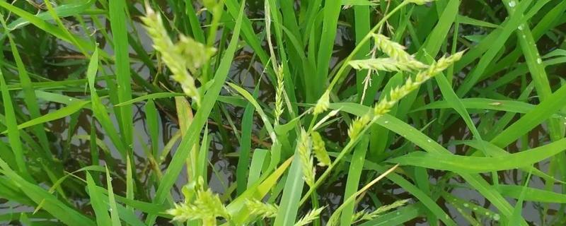 怎样区分水稻和稗草，除去稗草的方法有哪些
