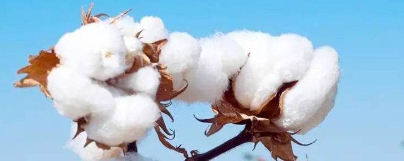 棉花传播种子的方式，种棉花有哪些条件要求