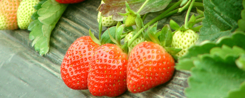 草莓怎么安全越冬，附草莓的种植时间