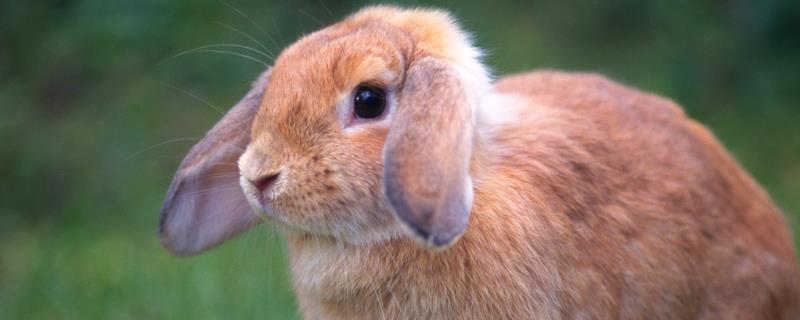 兔子属于什么科属动物，附兔子养殖注意事项