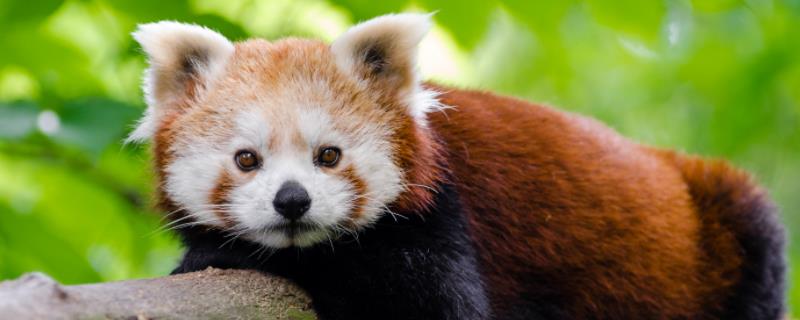 小熊猫的科属分类，小熊猫是否为保护动物
