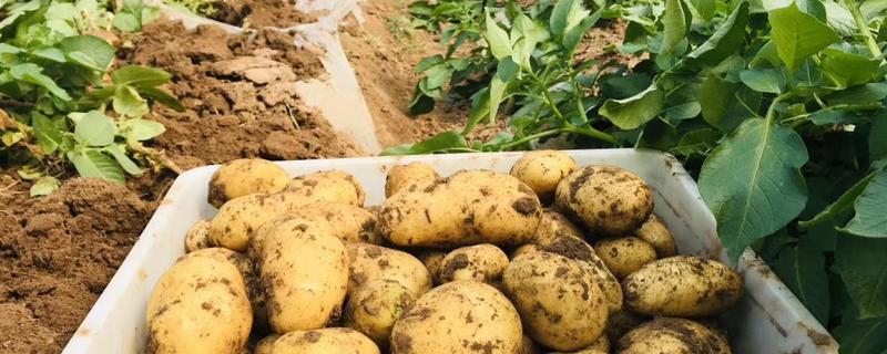 土豆可以用什么农药，附土豆的种植方法