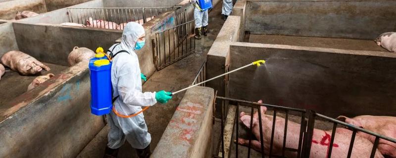 非洲猪瘟有哪些症状表现，人吃了有副作用吗，该怎么防治