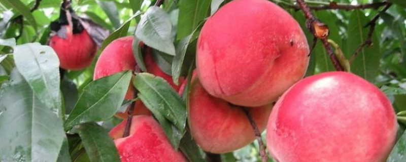 水蜜桃和毛桃有什么不同，附桃子保存的注意事项