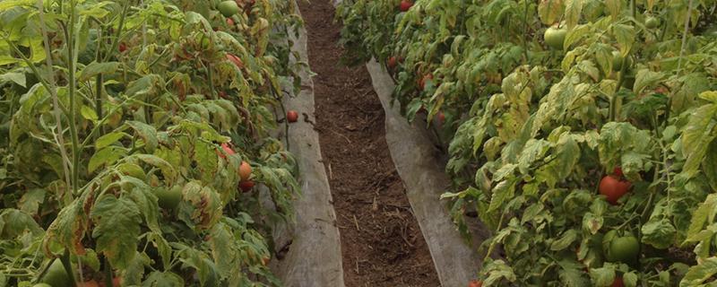 大棚番茄有哪些种植技术要点，注意防治病虫害