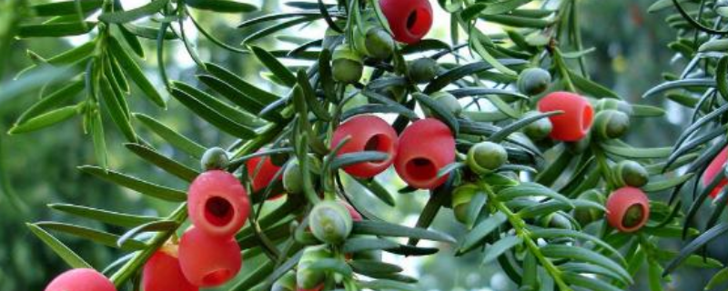 红豆杉病害的防治方法，红豆杉有哪些用途