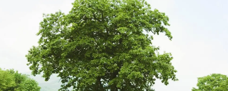 树一般可以活几年，附树木的相关信息