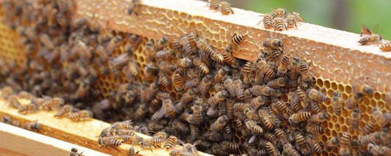 怎样自制蜜蜂饲料，关于蜜蜂基本介绍
