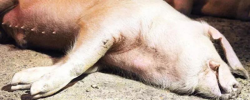 育肥猪的非洲猪瘟早期有哪些症状，非洲猪瘟是什么