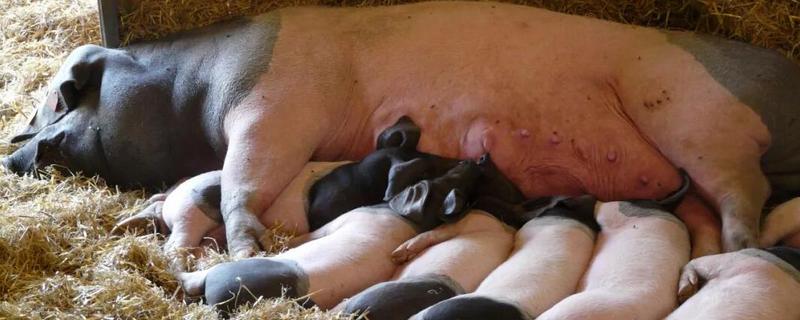 母猪产后便秘有什么解决方法，母猪产后为什么便秘