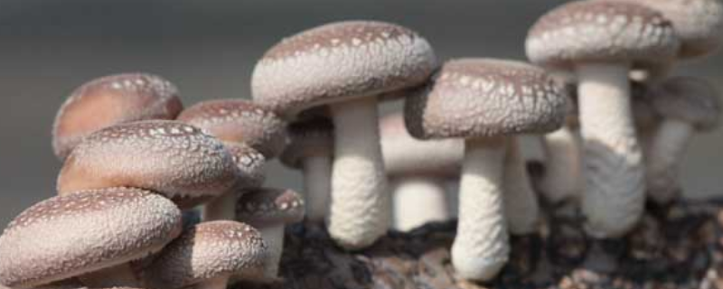 食用菌香菇该怎么栽培，有哪些要点