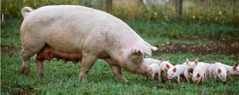 母猪脱毛是什么原因，附猪常见皮肤病