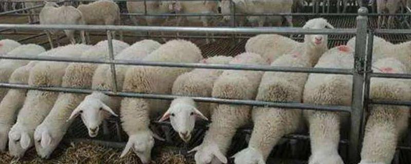 羊有哪些饲料配方，养殖羊的注意事项有哪些