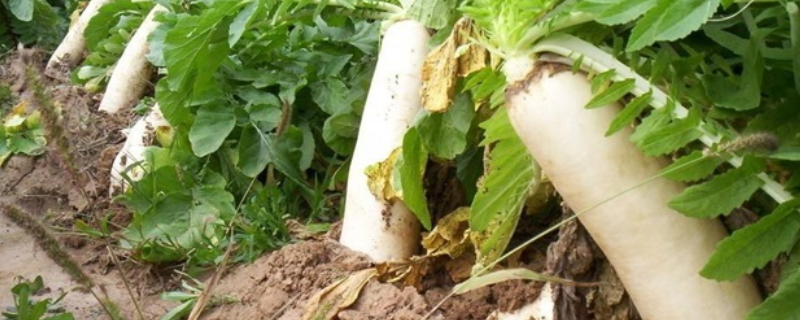 萝卜的种植时间，附萝卜高产施肥技术