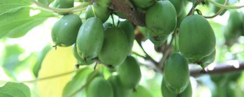 软枣种子的种植方法，软枣种子的主要价值