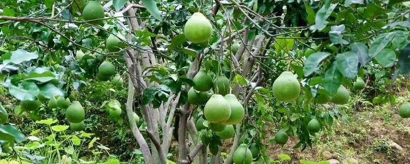 盆栽柚子树结果需要几年，柚子树有什么养护方式