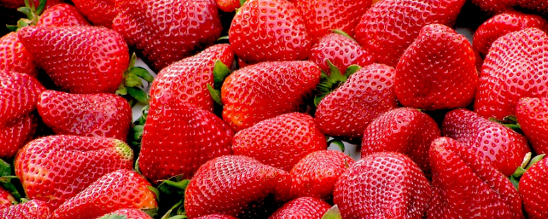 草莓传播种子的方式，草莓有哪些营养价值