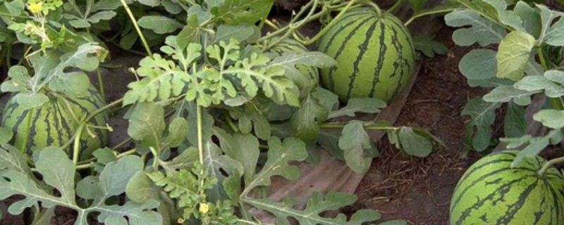 西瓜的种植方法，有哪些技术管理要点