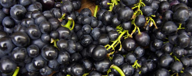 哪些水果是黑色的，富含哪些营养成分