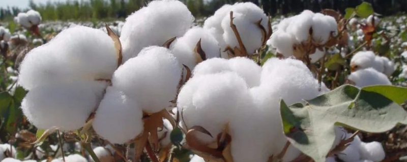 棉花靠什么传播种子，附我国三大产棉区介绍