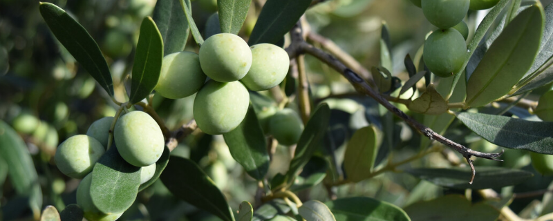 橄榄树是什么样的，附其生长习性和病虫害防治