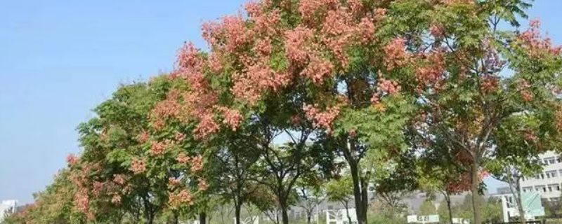 黄山栾树是常绿还是落叶乔木，附黄山栾树基本介绍