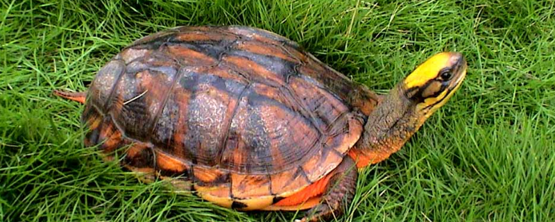 发财龟的养法，发财龟有哪些常见类型