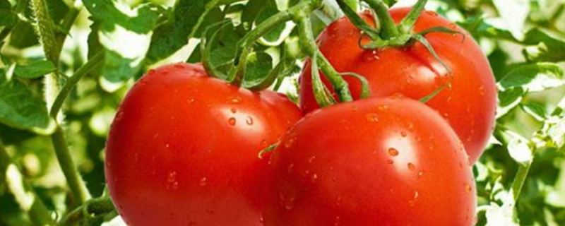 西红柿传播种子靠什么，附西红柿食用注意事项