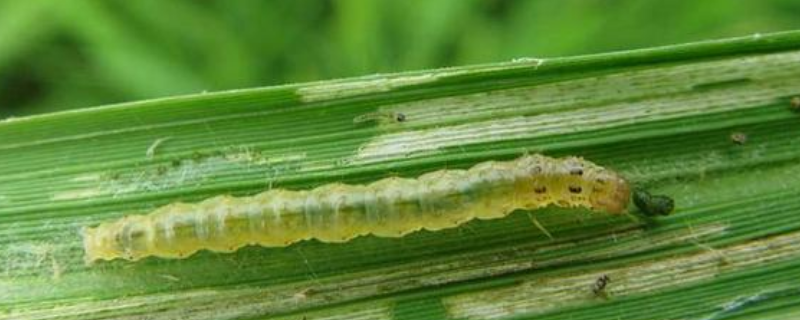 用什么农药防治卷叶虫，附卷叶虫的基本介绍