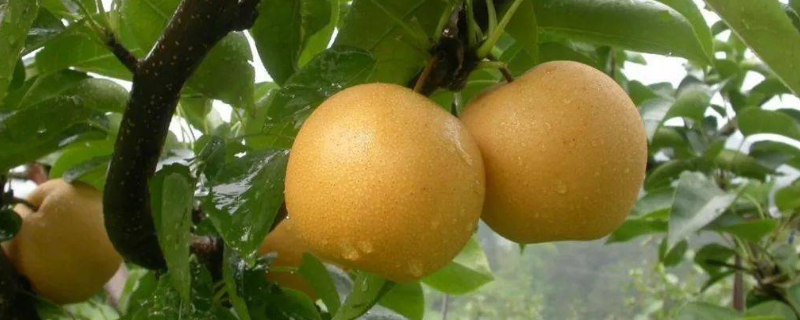 哪些水果可在安徽种植，这四种水果就很适合