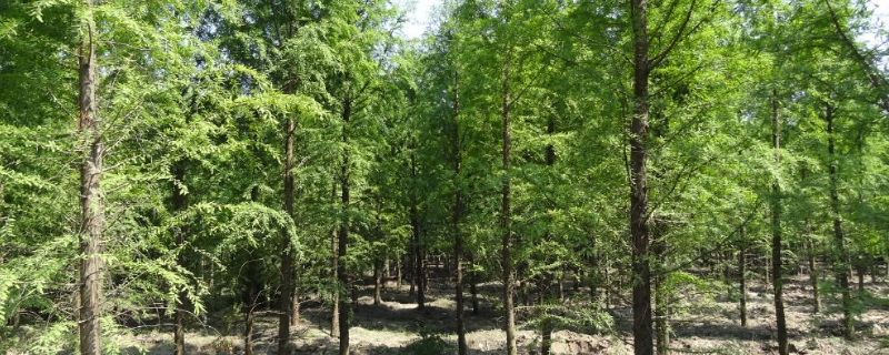 中山杉是落叶还是常绿植物，中山杉有什么作用