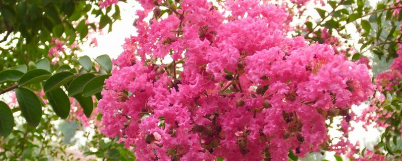 紫薇树的寿命有多长，附紫薇树的园林观赏价值