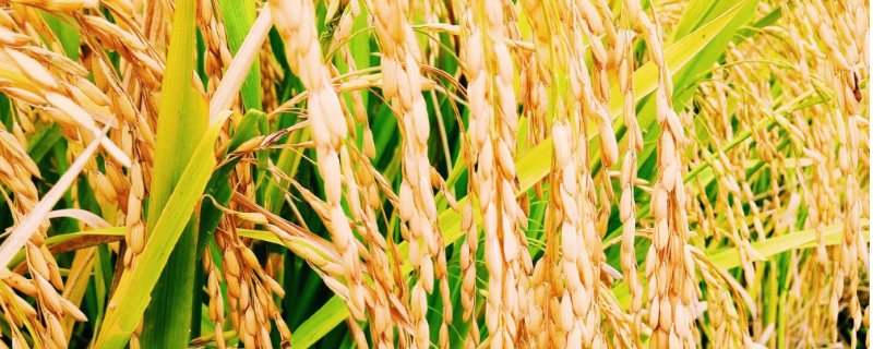 水稻受药害了怎么处理，水稻贪青晚熟的原因是什么