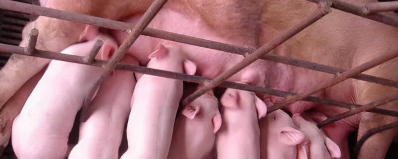 母猪吃了胎盘有什么后果，附母猪的生产时长