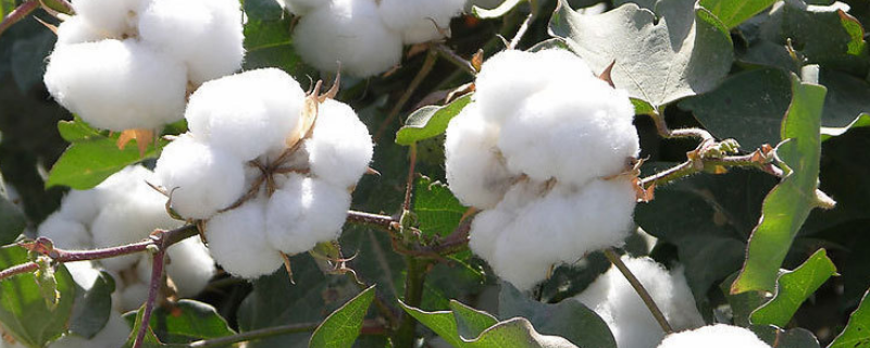 棉花靠什么传播种子，附棉花的种植方法