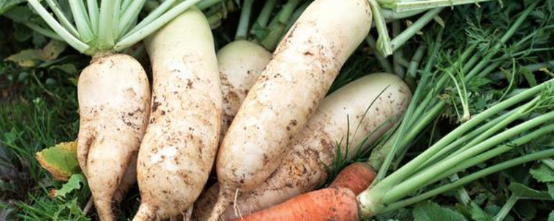 怎么给萝卜施肥，基肥和追肥分别怎么施