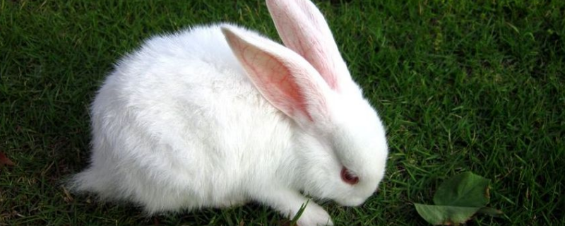 兔子是不是哺乳动物，兔子有哪些特征