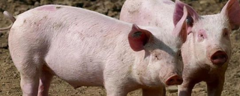 非洲猪瘟的症状表现，怎样检测哪头猪得了病