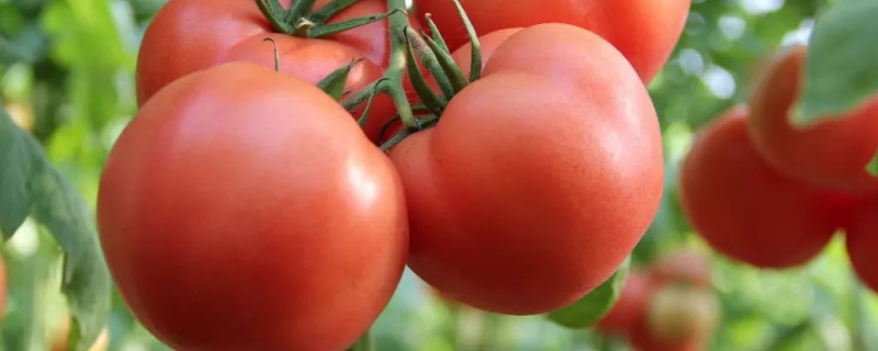 番茄白粉病有哪些症状，有哪些防治技术要点