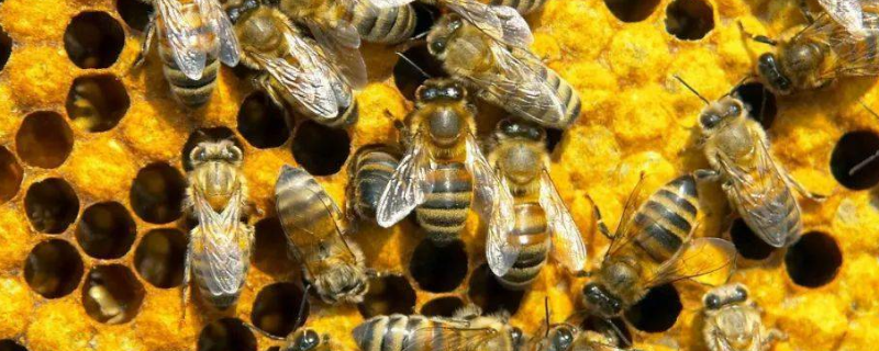 冬天怎么养蜂，主要可采取哪些措施