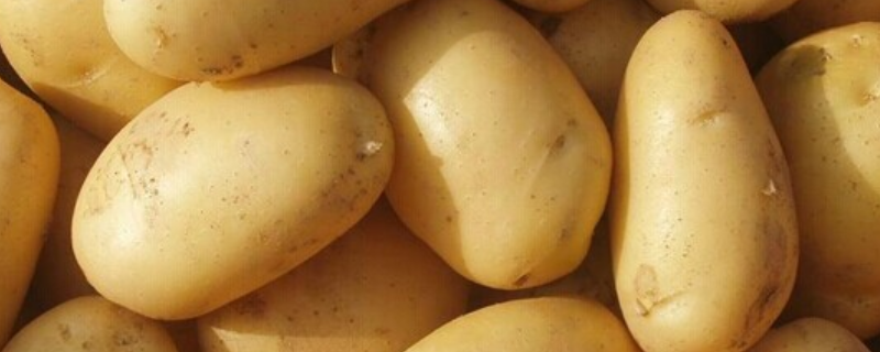 土豆有什么好吃的做法，发芽的土豆可不可以吃