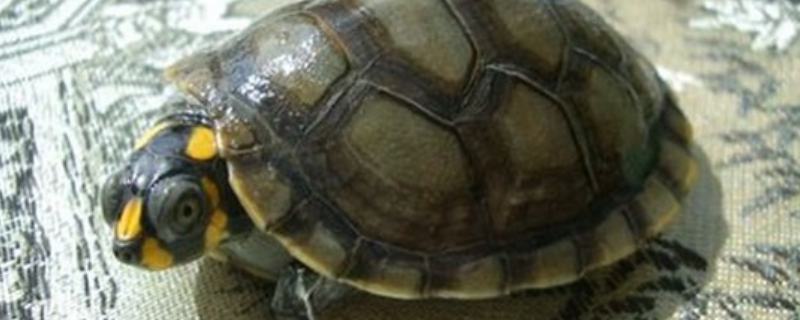 黄头龟的养殖方法，有哪些要点
