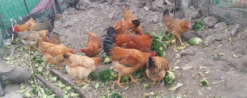 农村散养鸡怎么养殖，有哪些要点