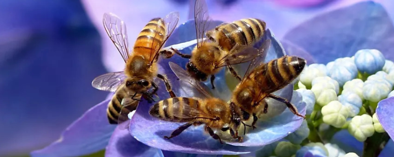 没有蜂王养殖蜜蜂的方法，有哪些要点