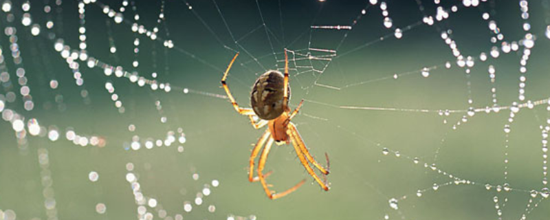 怎么养蜘蛛，注意事项有哪些