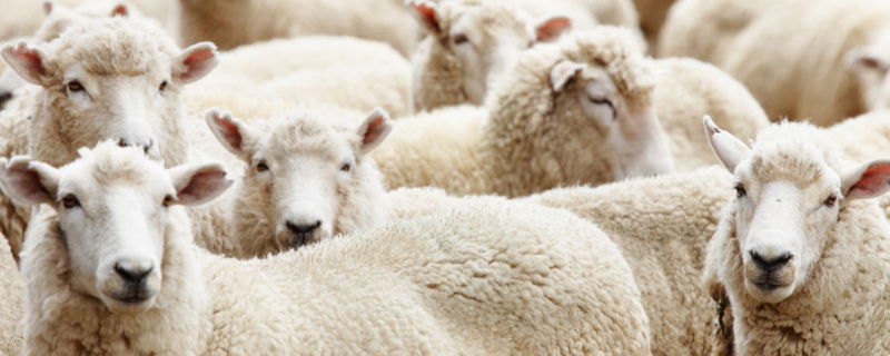 温差大羊感冒了的症状有哪些，怎么应对及预防