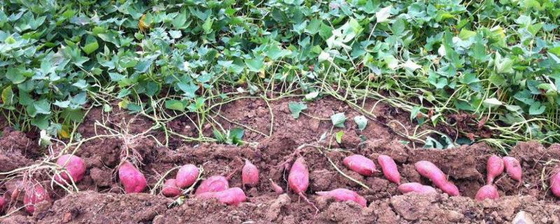 红薯怎么种植，施足肥可不可以高产