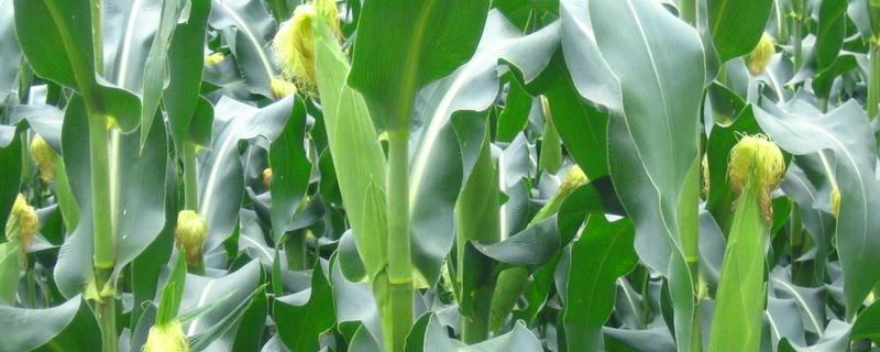 甜玉米的施肥方法，有哪些种植技术要点