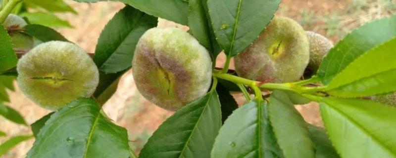 桃树桃果病害的防治方法，有哪些症状表现